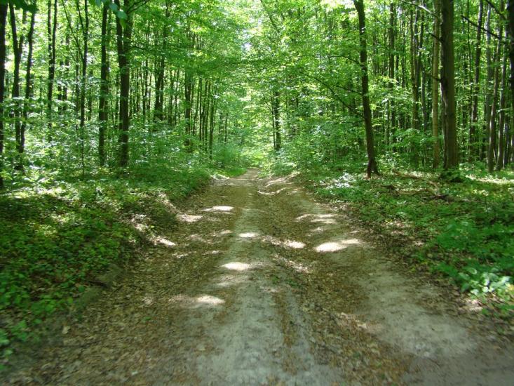 Іванківці з panoramio.com - Иванковцы