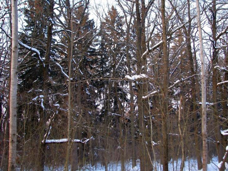 Волиця з panoramio.com - Волица