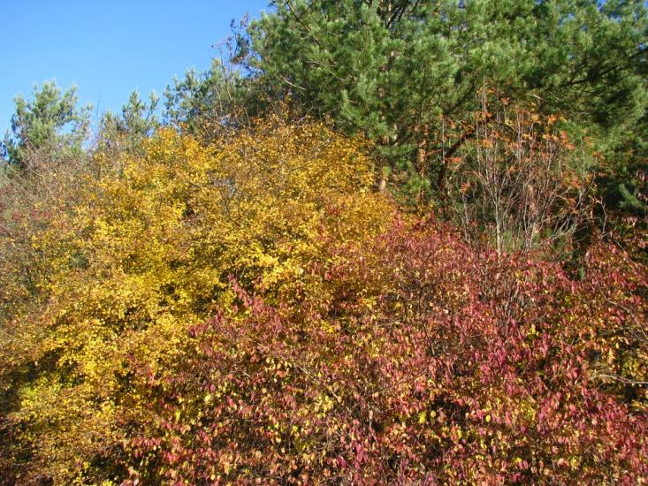 Суховоля з panoramio.com - Суховоля