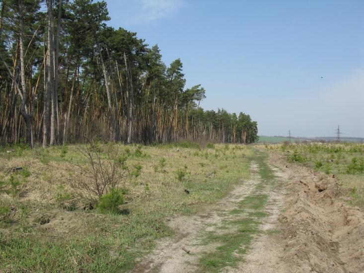 Нова Осота з panoramio.com - Новая Осота