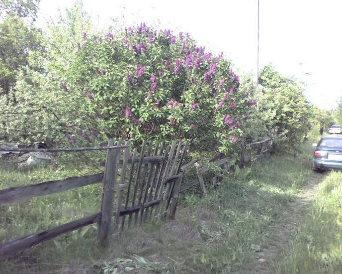 Питомник з panoramio.com - Pytomnyk