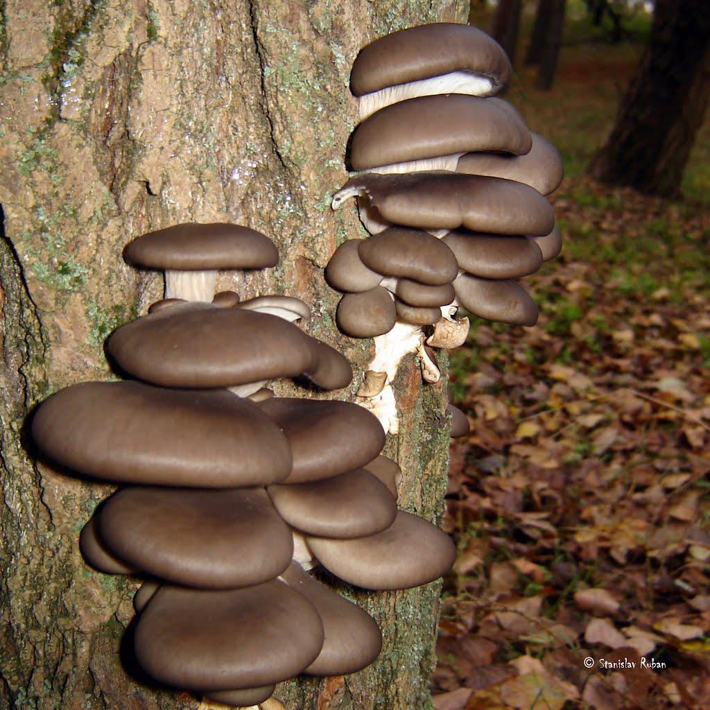 Горянівське з panoramio.com - Горяновское