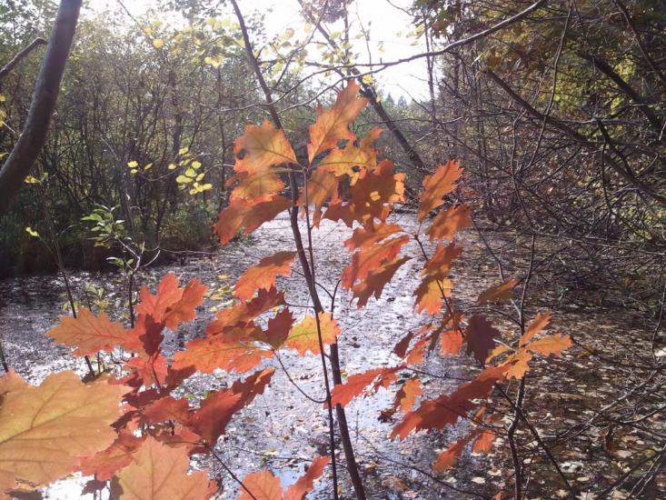 Малий Любінь з panoramio.com - Малий Любінь
