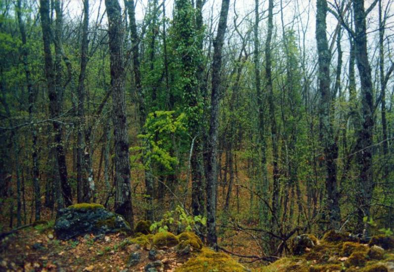 Багата Ущелина з panoramio.com - Bagata Uschelyna