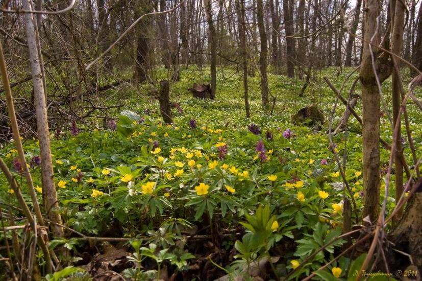 Мишковичі з panoramio.com - Мишковичі