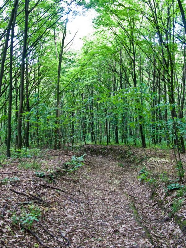 Луковиця з panoramio.com - Луковица