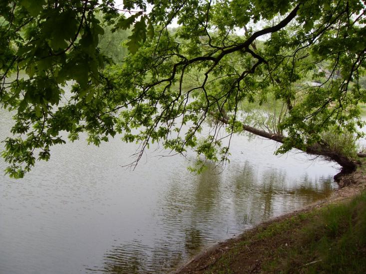 Коротич з panoramio.com - Коротыч