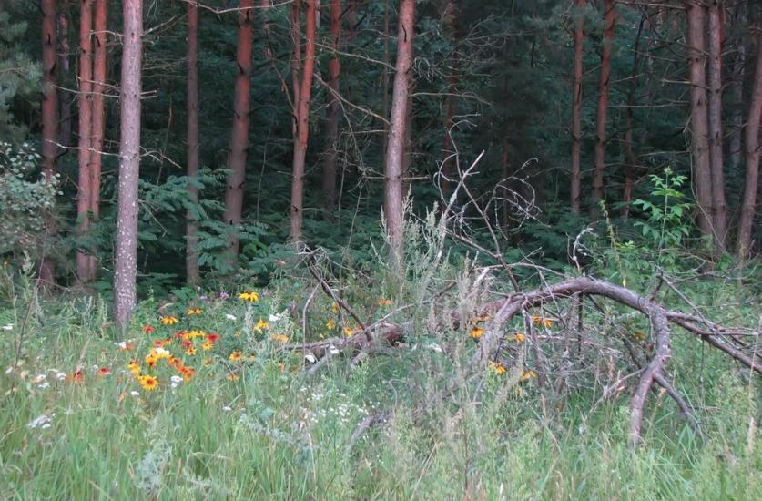 Славутич з panoramio.com - Славутич
