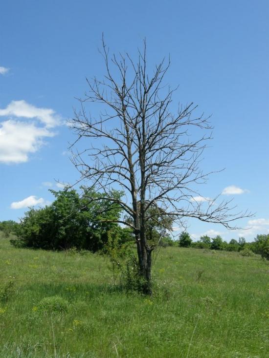 Пришиб з panoramio.com - Пришиб