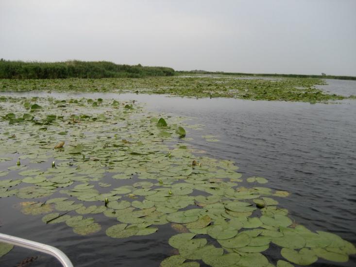 Дніпровське з panoramio.com - Дніпровське