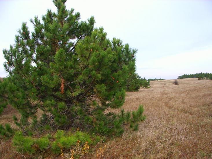 Овражки з panoramio.com - Овражки
