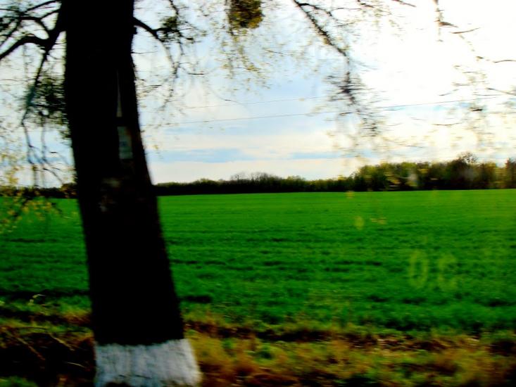 Чеснівка з panoramio.com - Чеснівка