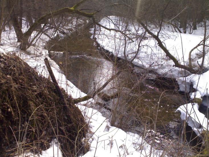 Жабка з panoramio.com - Жабка