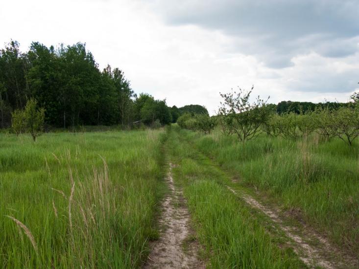 Луковиця з panoramio.com - Луковица