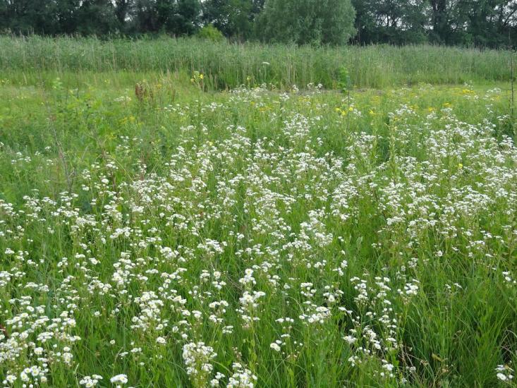 Карнаухівка з panoramio.com - Karnaukhivka