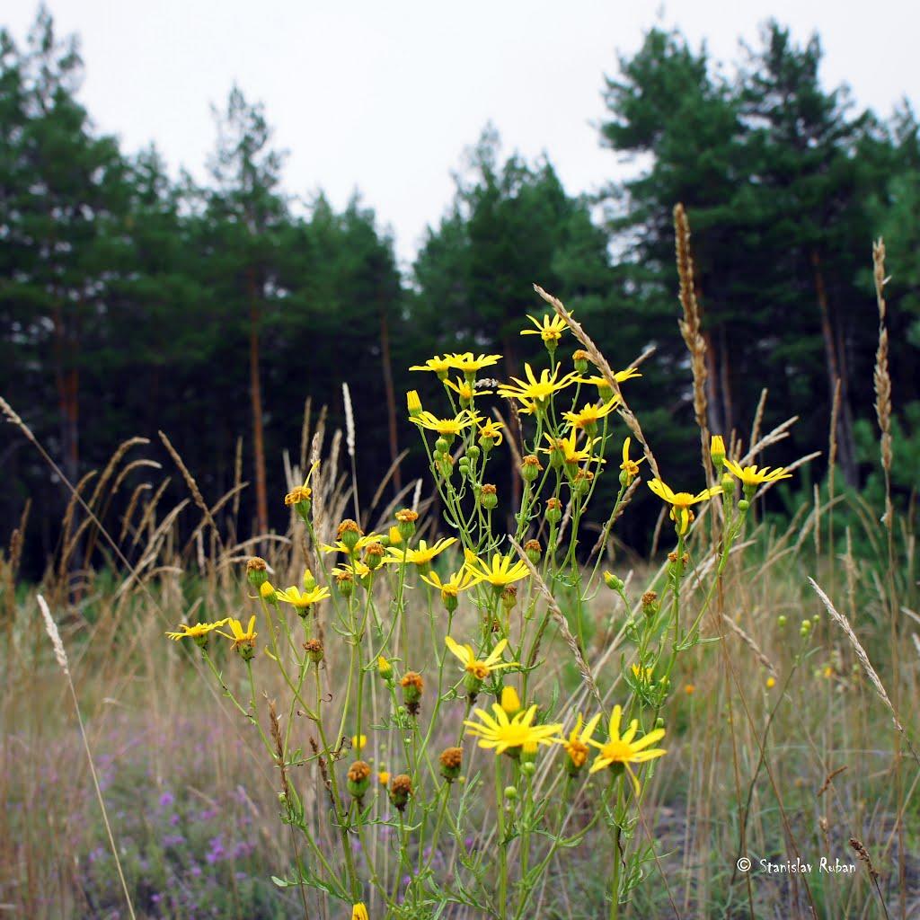 Горянівське з panoramio.com - Горяновское