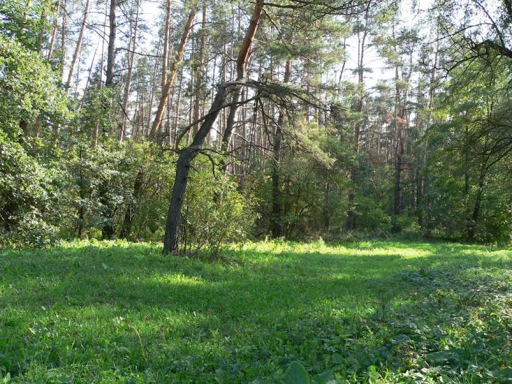 Знаменівка з panoramio.com - Znamenivka