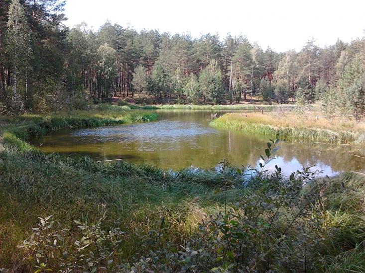 Долина з panoramio.com - Долина