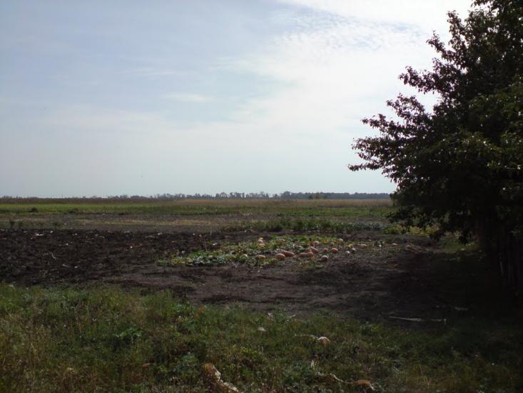 Веселе Поле з panoramio.com - Веселое Поле