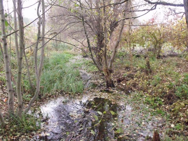 Чемужівка з panoramio.com - Чемужовка