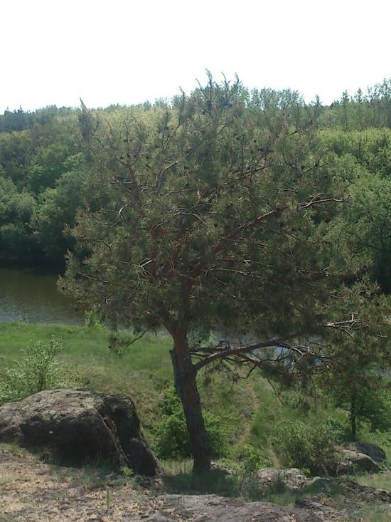 Великомихайлівка з panoramio.com - Великомихайлівка