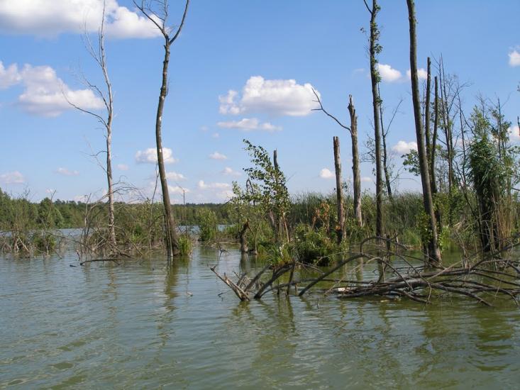 Мошни з panoramio.com - Мошны