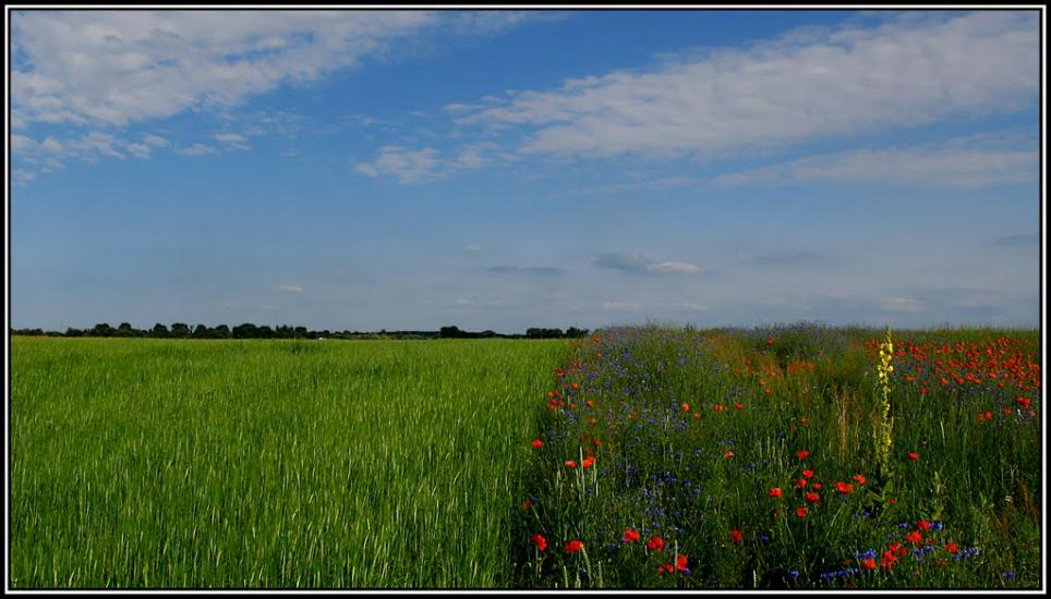 Литовеж з panoramio.com - Литовеж