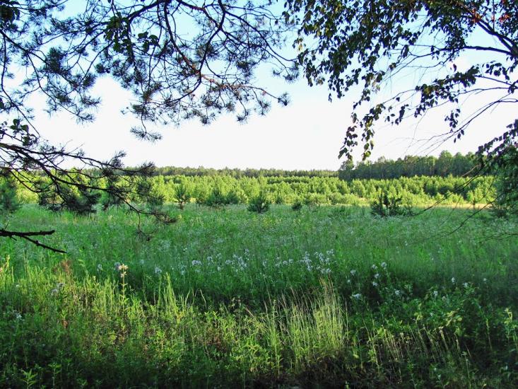Нові Яриловичі з panoramio.com - Новые Ярыловичи