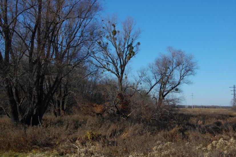 Борівське з panoramio.com - Боровское
