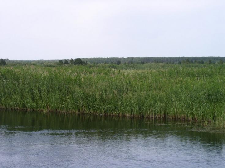 Гута-Студенецька з panoramio.com - Гута-Студенецька