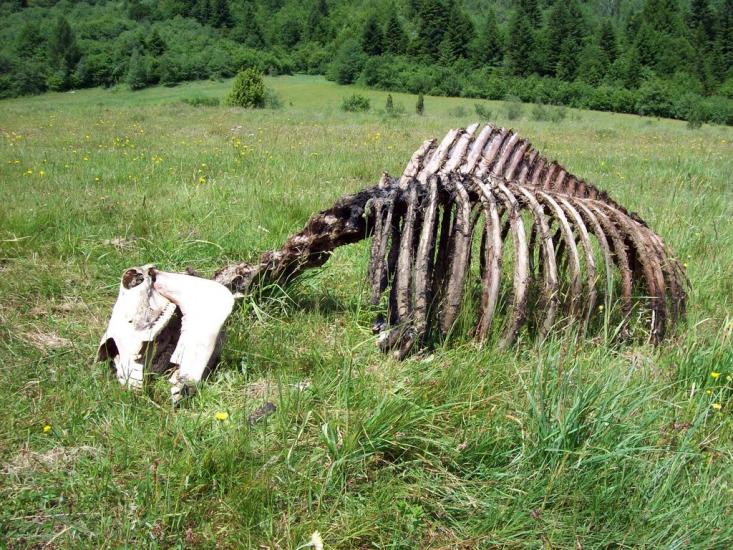 Крушельниця з panoramio.com - Krushelnytsya