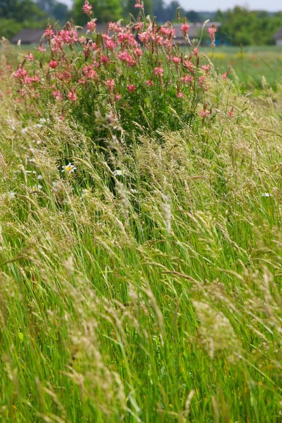 Ушня з panoramio.com - Ушня