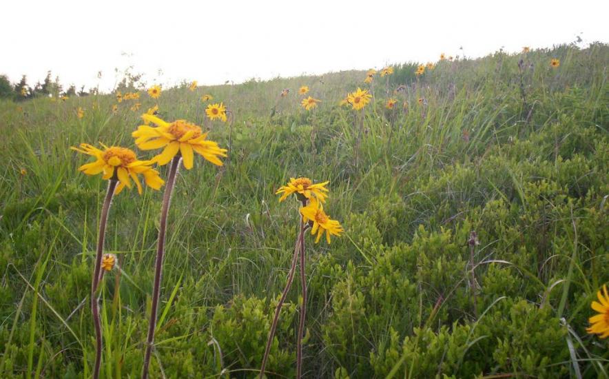 Кам'янка з panoramio.com - Каменка