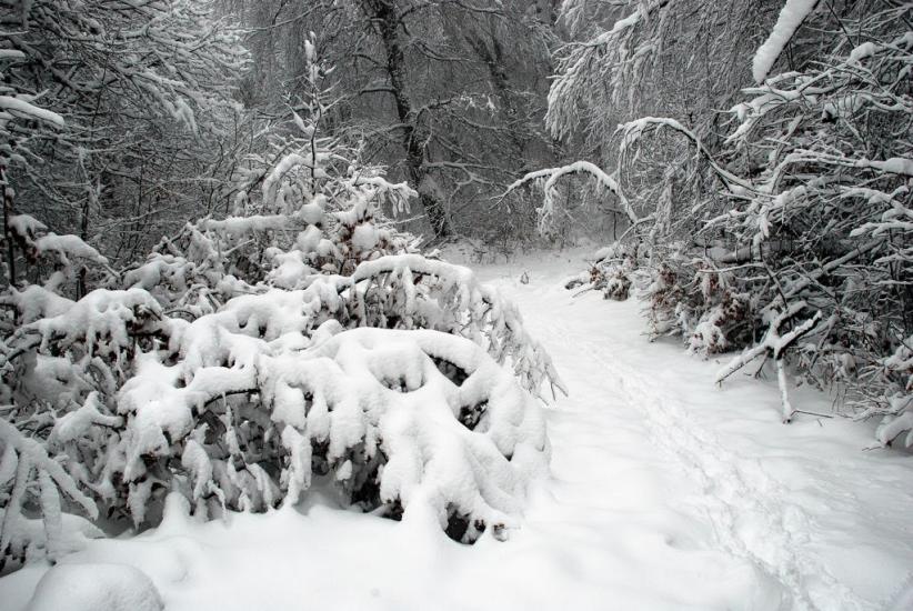 Кипарисне з panoramio.com - Kyparysne