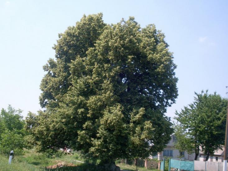 Кунка з panoramio.com - Кунка