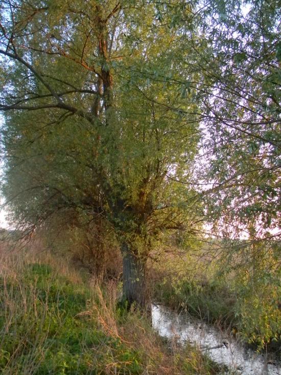 Білозір'я з panoramio.com - Белозерье