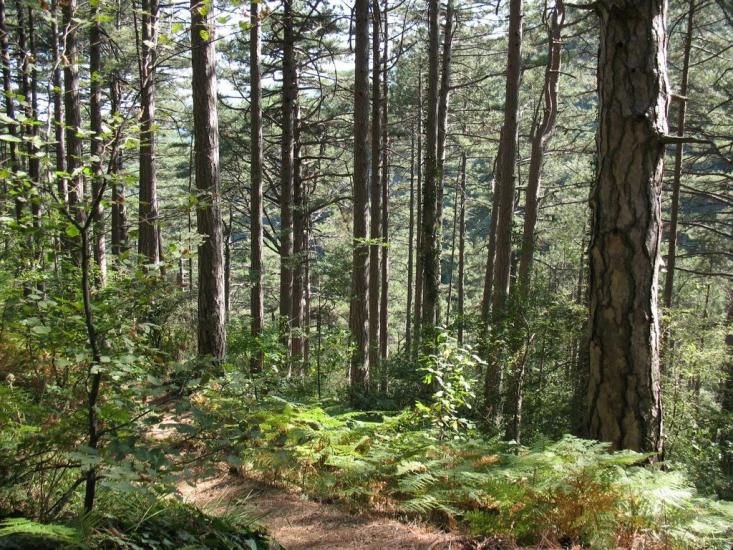 Відрадне з panoramio.com - Отрадное