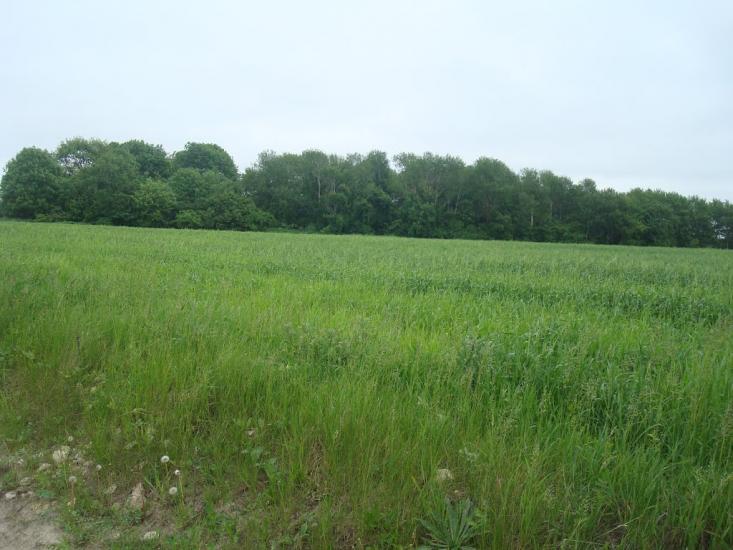 Мацьківці з panoramio.com - Мацьківці
