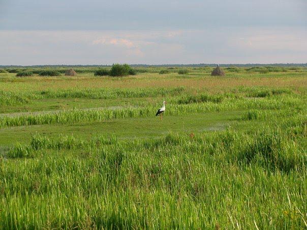 Ветли з panoramio.com - Ветли