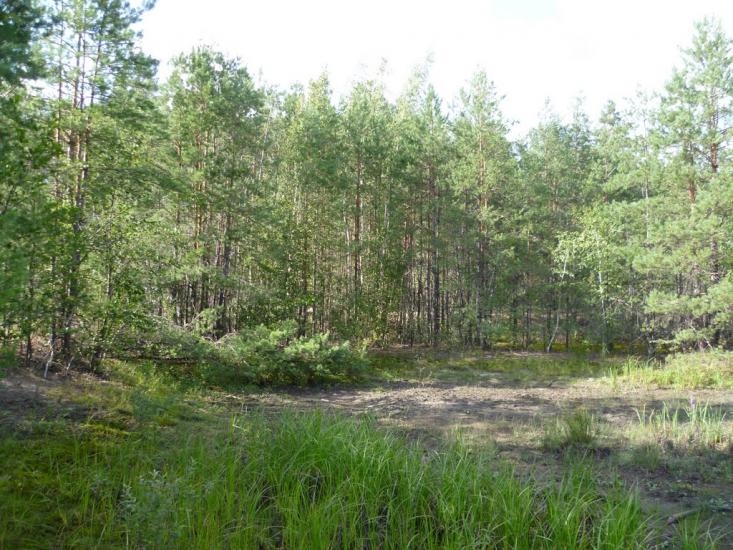 Мареничі з panoramio.com - Мареничі