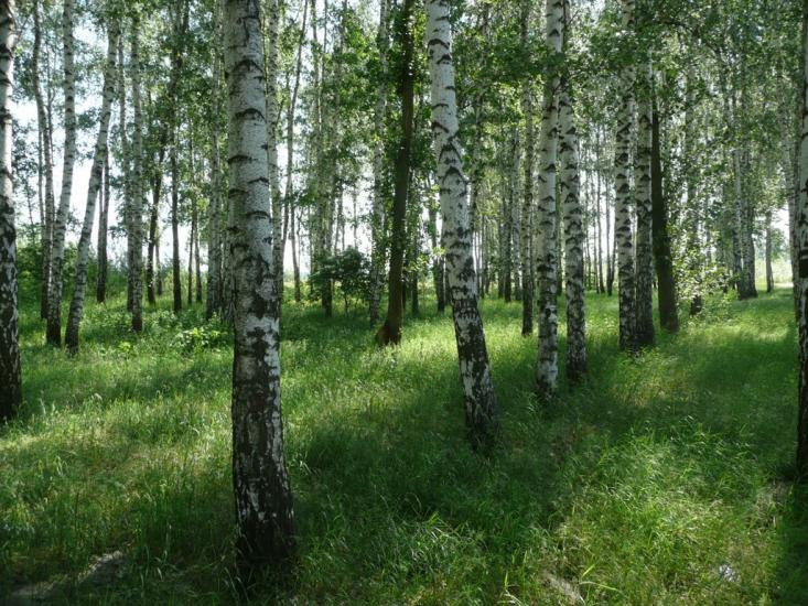 Старі Санжари з panoramio.com - Старые Санжары