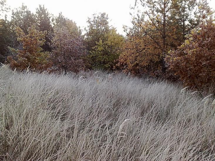 Малютянка з panoramio.com - Малютянка