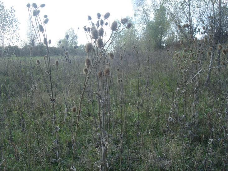 Заруддя з panoramio.com - Зарудье