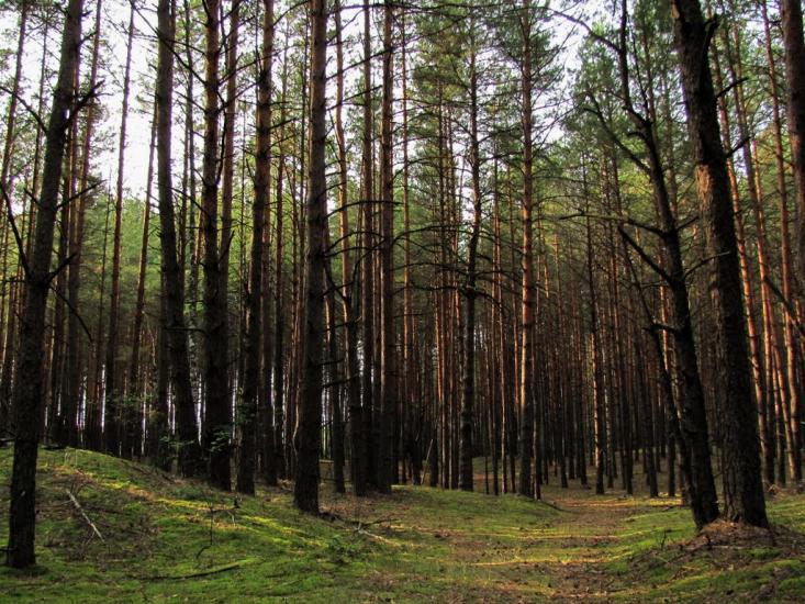 Нові Яриловичі з panoramio.com - Новые Ярыловичи