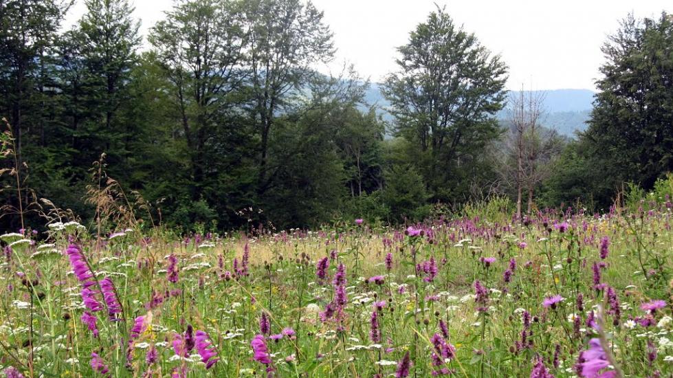 Букове з panoramio.com - Букове