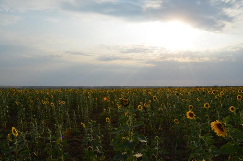 Дар'ївка з panoramio.com - Дар'ївка