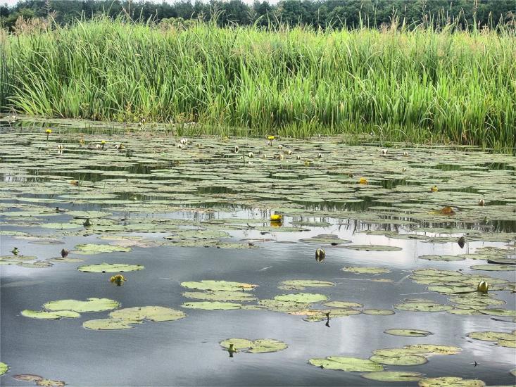 Нова Ушиця з panoramio.com - Новая Ушица