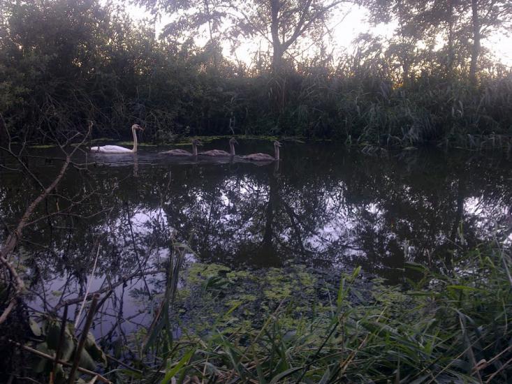 Буринь з panoramio.com - Буринь