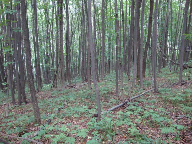 Руські Тишки з panoramio.com - Русские Тишки