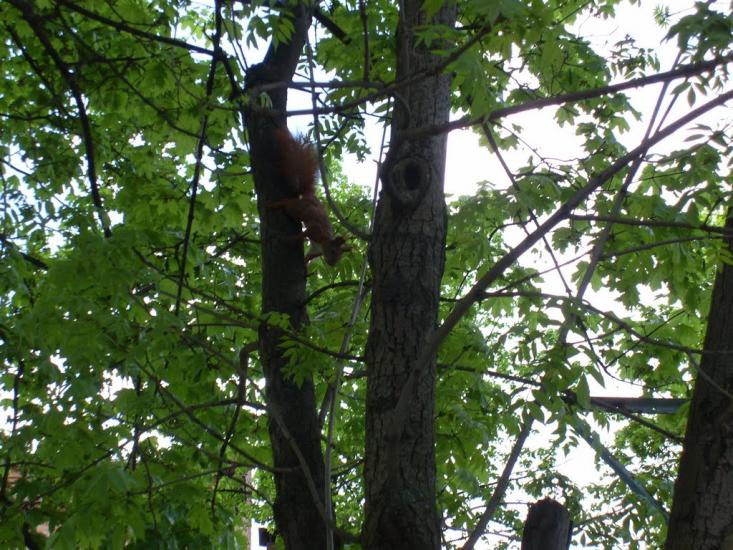 Сіряки з panoramio.com - Серяки